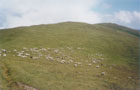 oveky na Fagarasi
