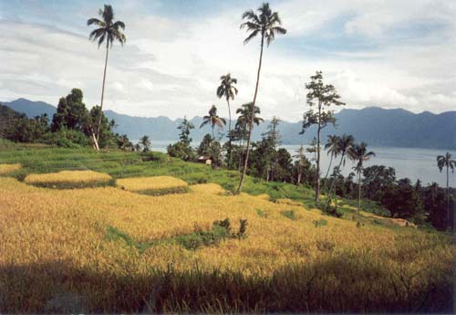 32. Maninjau